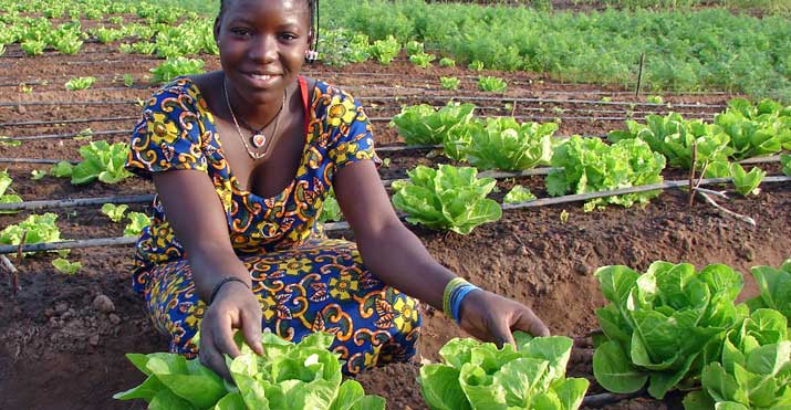 A woman displays cabbages grown with solar-powered irrigation system in Kalalé, Benin