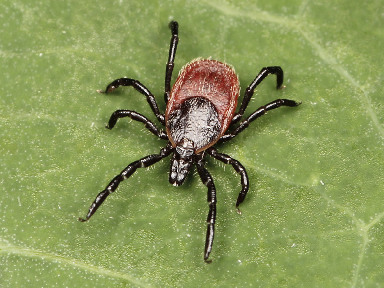 western black-legged tick