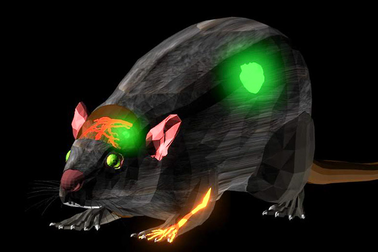 illustration of mouse with blood vessels and tumors glowing