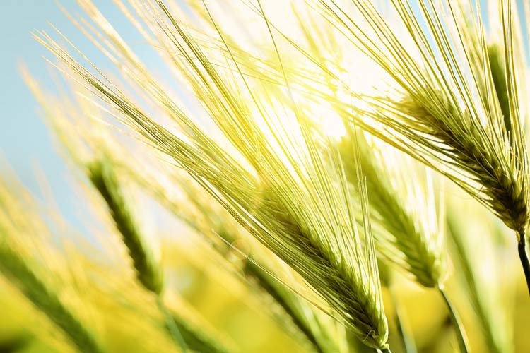 closeup heads of wheat