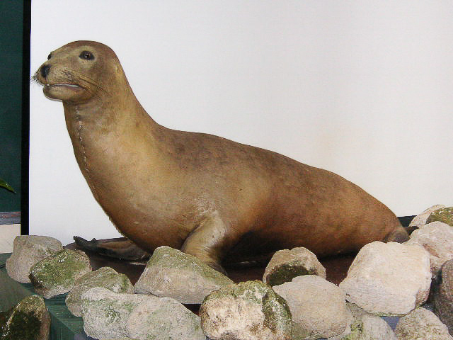 taxidermy Japanes sea lion