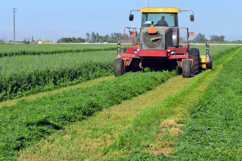 Farmer mowing alfalfa