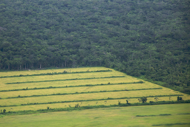 Amazon farming