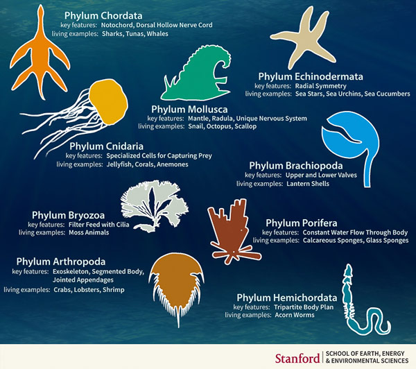 Marine animals through time