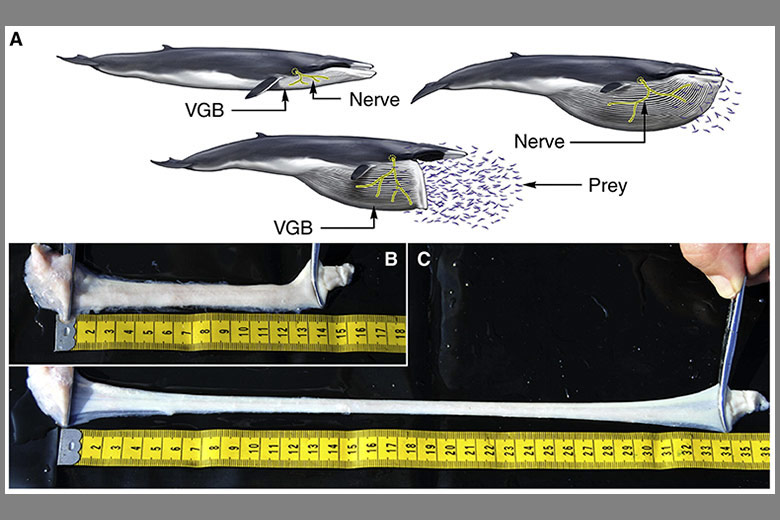 Fin whale illustration for nerve photo