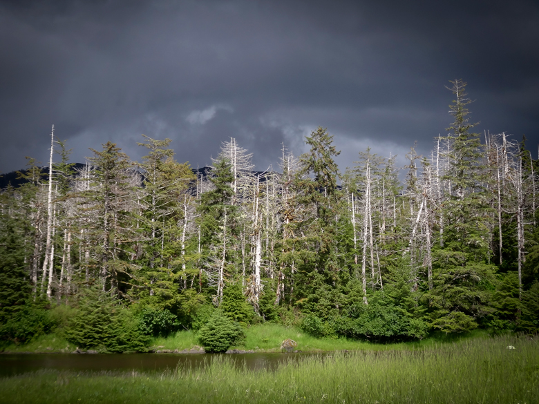 Stand of yellow cedars in Alaska