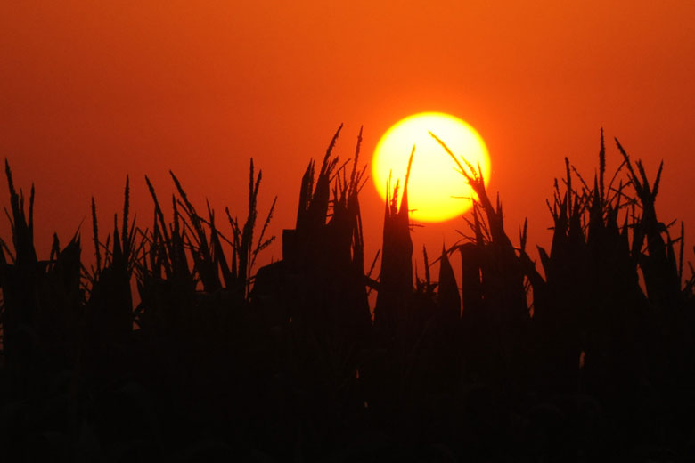 Sillhouette of corn with a large sun. 