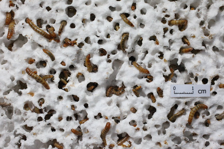 Mealworms eating Styrofoam