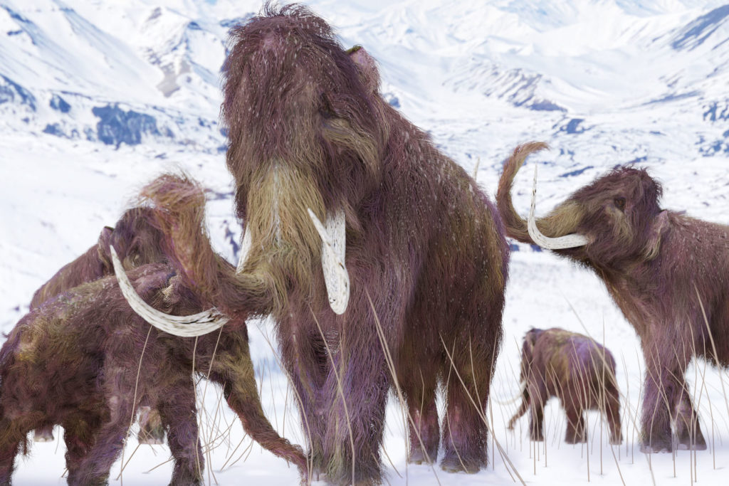 Illustration of a Woolly Mammoth grouping