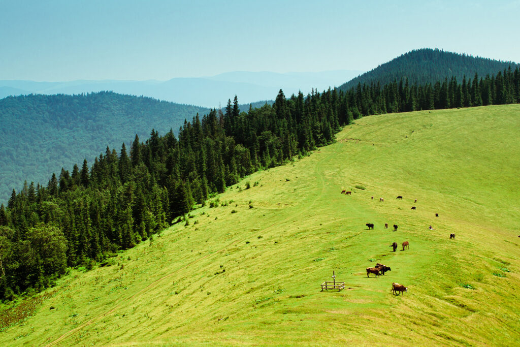 A lush and grassy pasture with cattle grazing in the distance, with a dense forest on one side, and rocky mountains beyond.