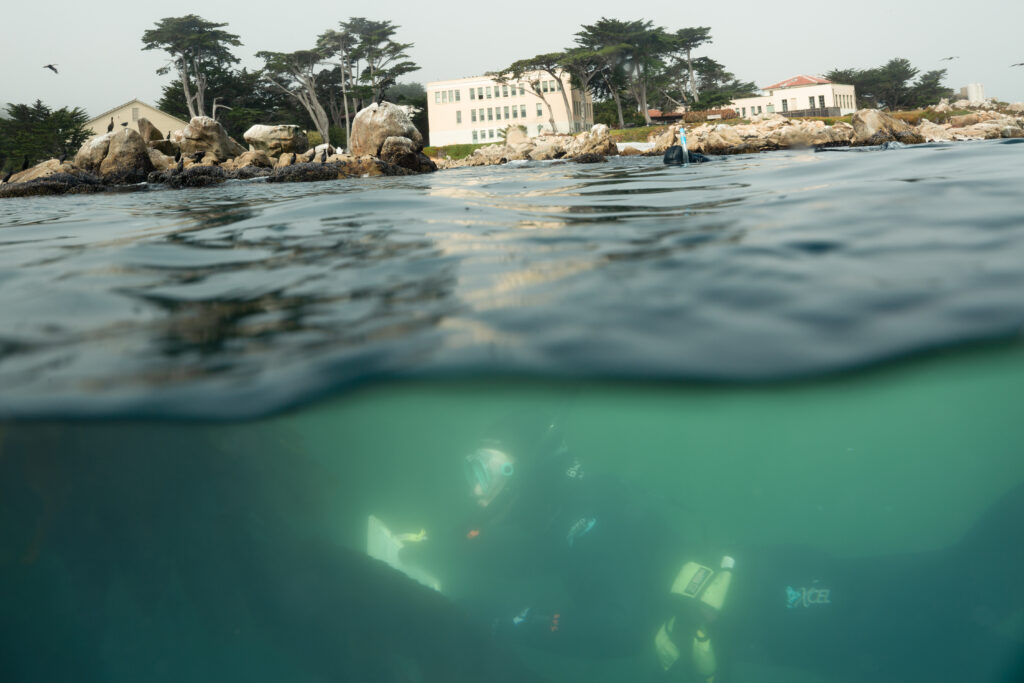 The view of Hopkins Marine Station from just beneath the water's surface