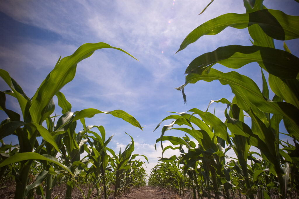 cornfield rows