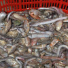 bucket of trash fish sold to a fishmeal factory in Guangdong, China / Patrik Henriksson