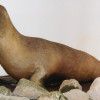 taxidermy Japanese sea lion now extinct / ja:Nkensei/Wikimiedia Commons