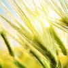 closeup heads of wheat / fotohunter/Shutterstock