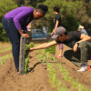 students working on a farm during spring break / Julia James