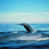 Blue whale surfacing in Gulf of the Farallones, California / NOAA