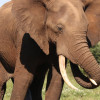 African elephant