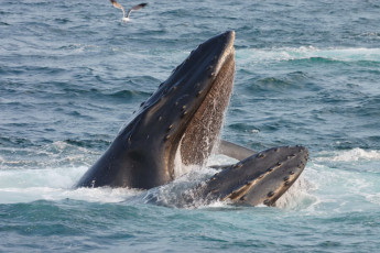 humpback whale opening its mouth / Jordan Tan/Shutterstock