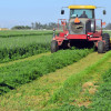 Farmer mowing alfalfa