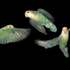 Lovebirds in flight