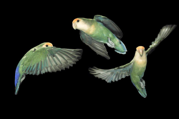 Lovebirds in flight