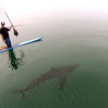 shark swimming beneath paddle board