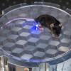 Mouse equipped with optogenetic device