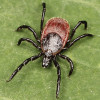 western black-legged tick