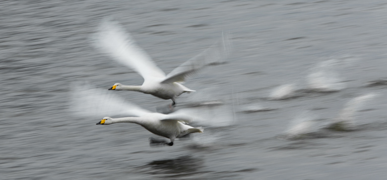 whooper swans in flight