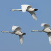 whooper swans in flight / Gertjan Hooijer/Shutterstock