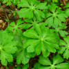 mayapple plants / Barry Blackburn/Shutterstock