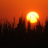 Sillhouette of corn with a large sun. Photo: Dave Weaver/Shutterstock.