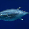 Pacific bluefin tuna / Randy Wilder