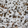 Mealworms eating Styrofoam