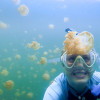 student Meghan Shea diving with jellyfish in the Pacific / Meghan Shea