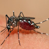 Close-up of a mosquito on human skin.