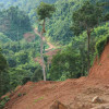 forest with clearcut area in foreground and road in background