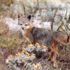 Island fox