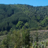 tree plantation and natural forest in Chile