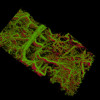 image of blood vessels in a mouse ear