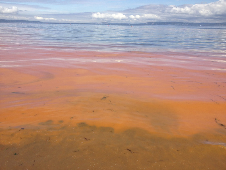 Algae bloom in Puget Sound near Edmonds, Washington, May 16, 2013