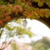 Leaves of a tree in front of arch in Main Quad