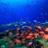 Fish swimming in coral reef