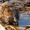 Muskrat