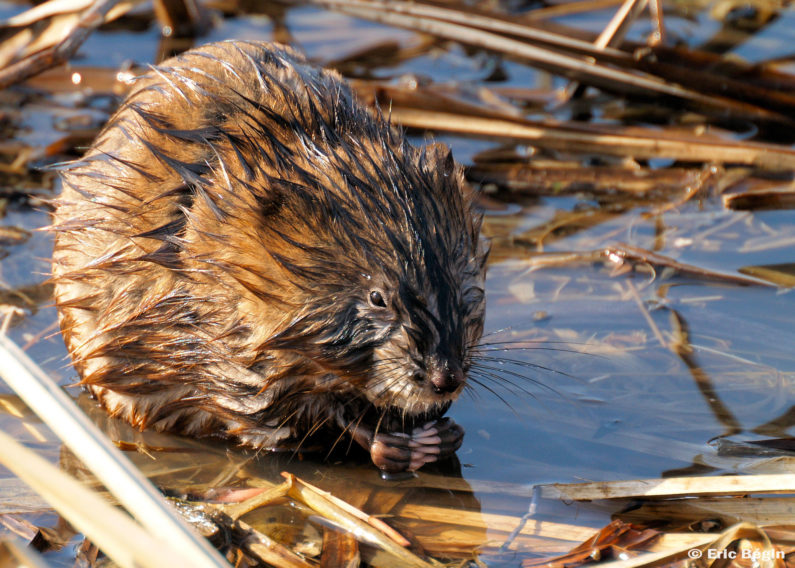 Muskrat