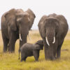 Two mature elephants and a baby.