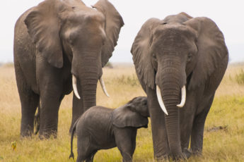 Two mature elephants and a baby.