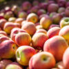 Apples in a bin