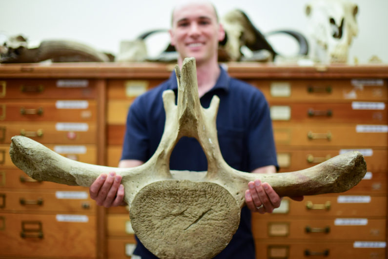 Paleobiologist Jonathan Payne holds a whale vertebra.